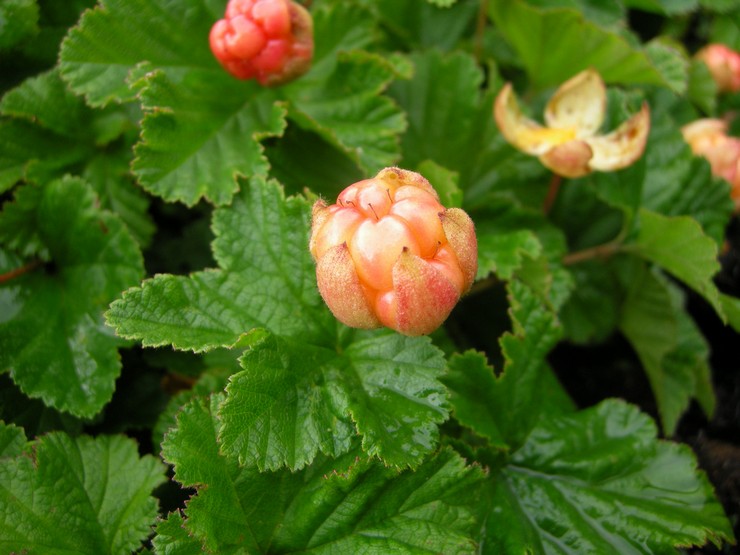 Cloudberry: plantning og pleje i det åbne felt, medicinske egenskaber og kontraindikationer