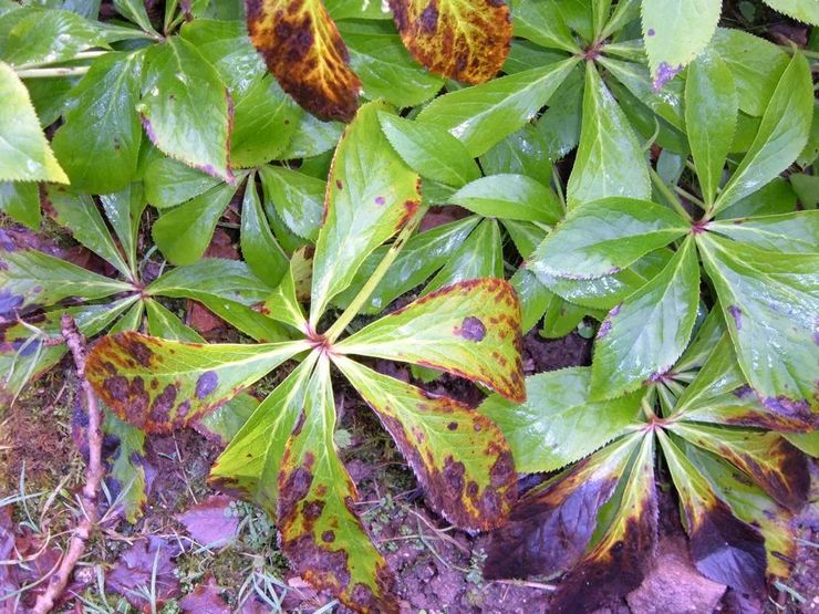 الآفات والأمراض Hellebore