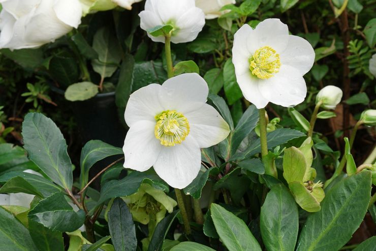 Hellebore أسود