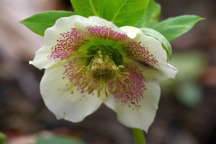 Hellebore قوقازي