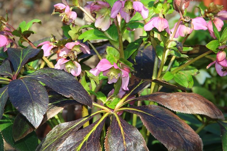 Hellebore الأبخازية