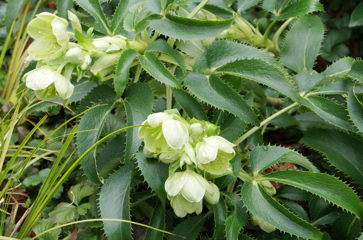 Hellebore كورسيكان