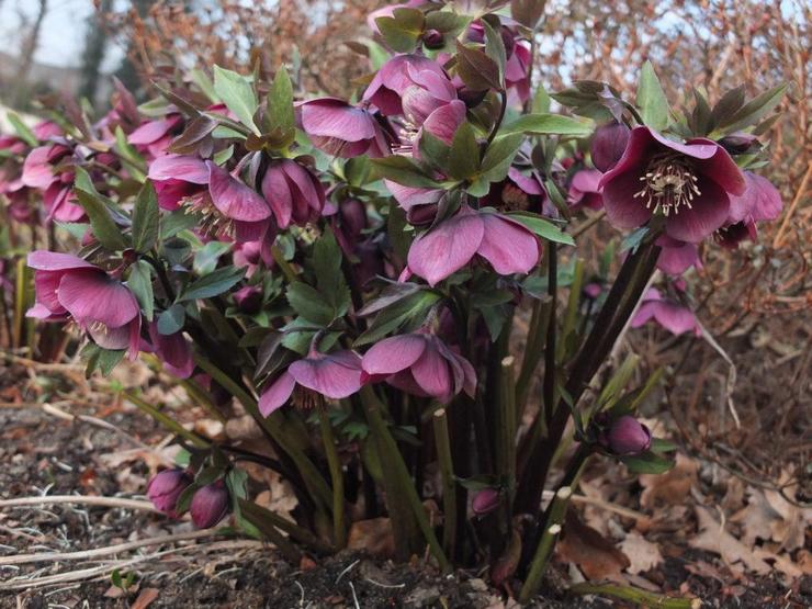 Hellebore ضارب إلى الحمرة