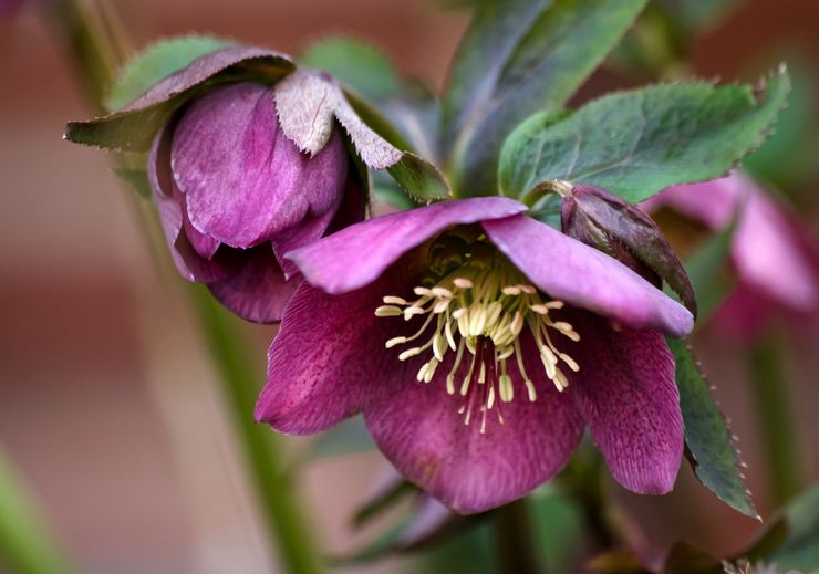 وصف hellebore