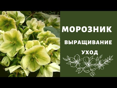 المجمد في الحديقة .. النمو والرعاية (حديقة hellebore)