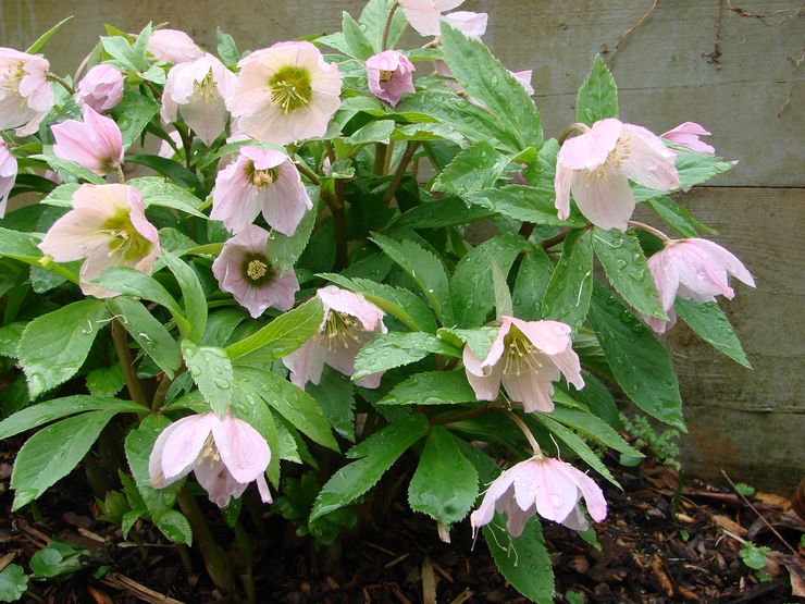 رعاية Hellebore