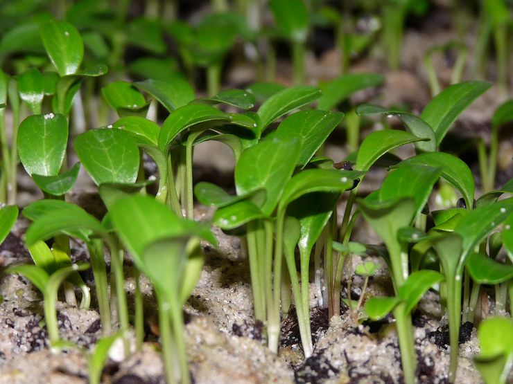 طرق تربية Hellebore