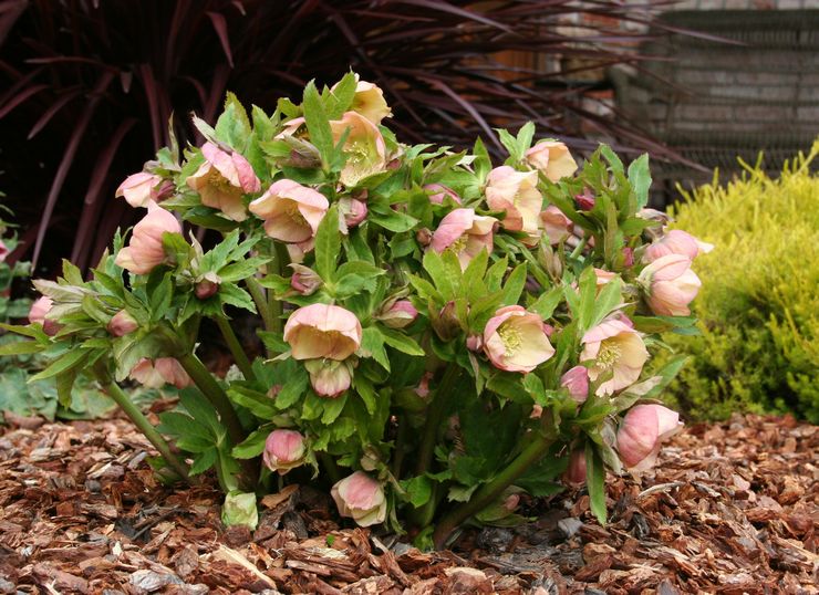 نبات Hellebore