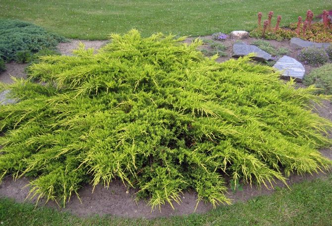 Enebær medium Pfitzeriana Aurea (Pfitzeriana Aurea)