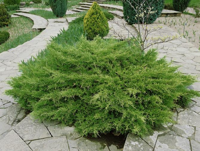 Juniper Pfitzeriana Compacta