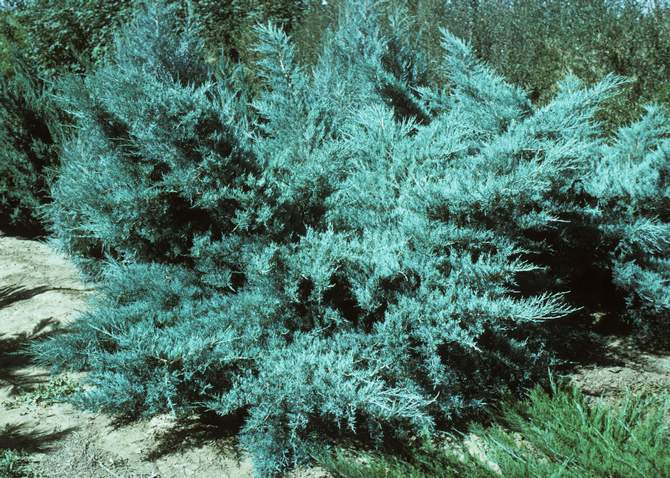 Enebær Pfitzeriana Glauca (Pfitzeriana Glauca)