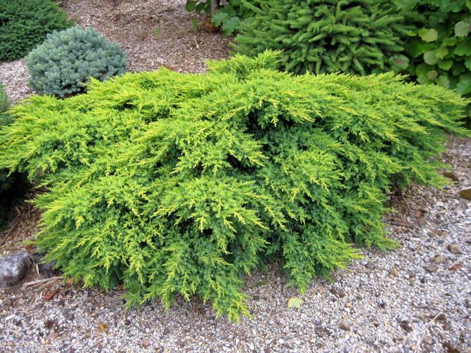 Juniper medium pfitzeriana. Περιγραφή, δημοφιλείς ποικιλίες και φωτογραφίες