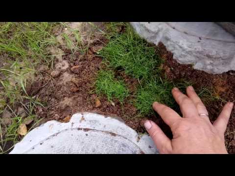 Bryozoan, hvordan man laver en græsplæne ud af det