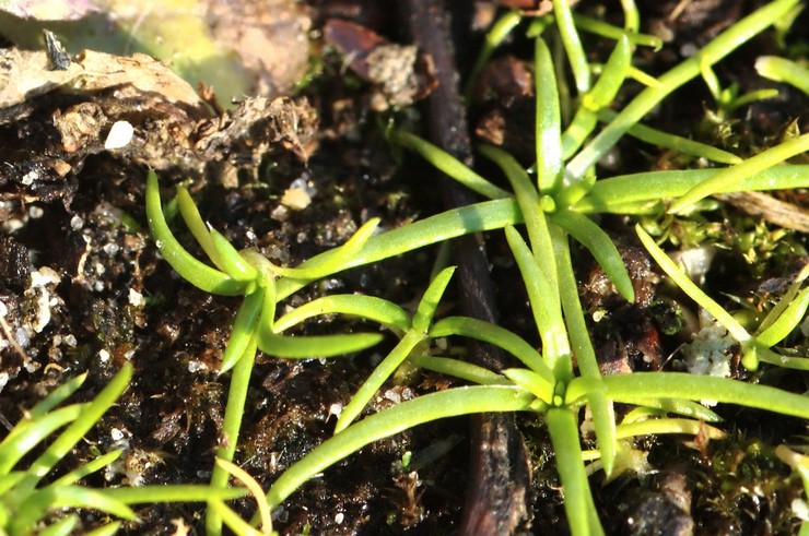 تزايد bryozoans من البذور