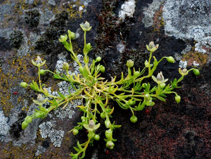 Plantning af bryozoer i åbent terræn