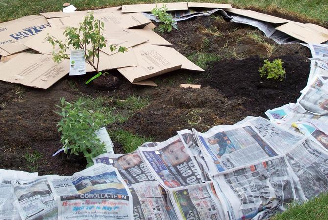 Læs farve og sort-hvide aviser kan trygt lægges på bedene-de bliver en glimrende mulch og forhindrer ukrudt i at vokse.