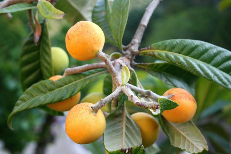 Medlar - hjemmepleje. Dyrkning, transplantation og reproduktion. Japansk og tysk medlar