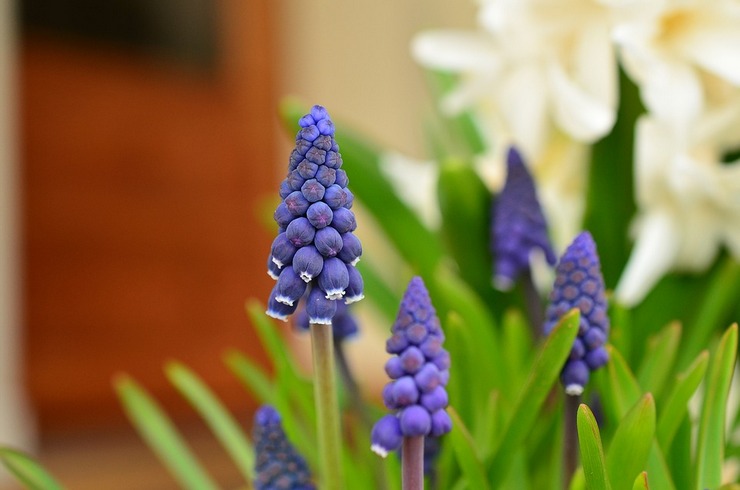 Beskrivelse af muscari blomster