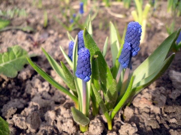 Plantning af muscari i åbent terræn