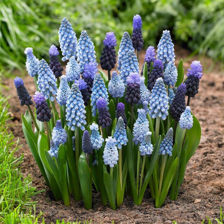 Muscari blomsterpleje