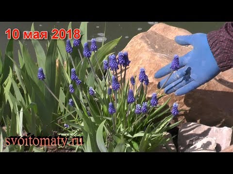 Tidlig krævende flerårig - Muscari (mus hyacint)