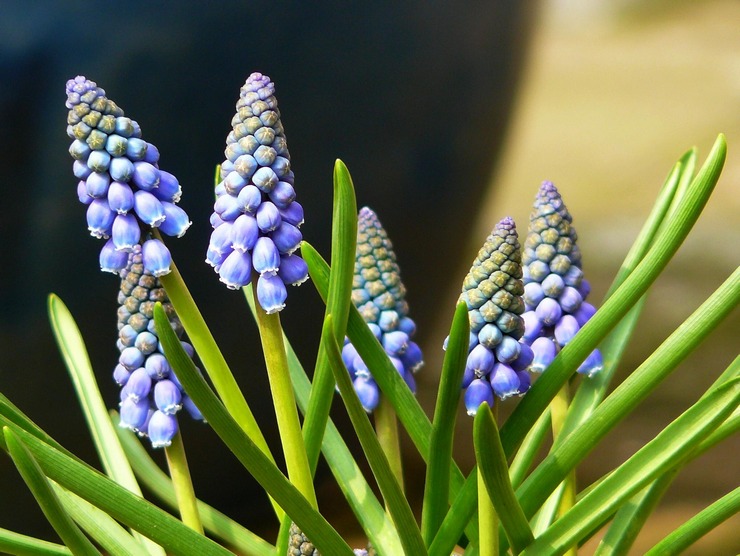 Muscari - φύτευση και περιποίηση σε εξωτερικούς χώρους. Καλλιέργεια muscari, μέθοδοι αναπαραγωγής. Περιγραφή, τύποι. φωτογραφία