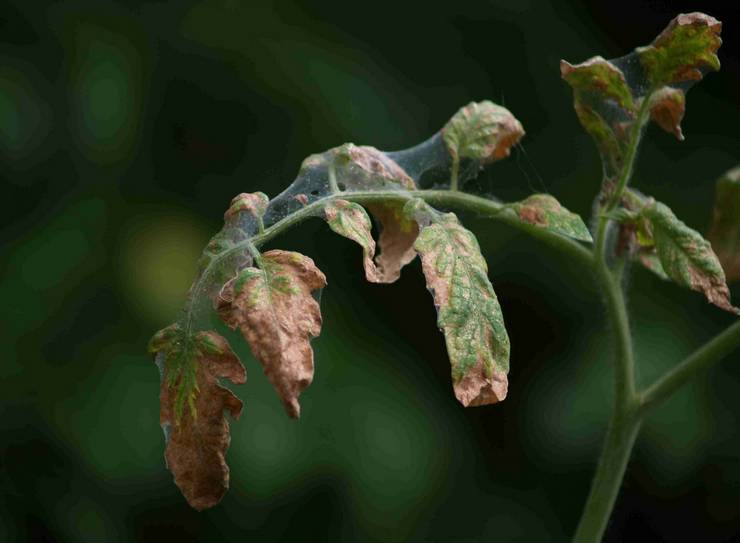 Verticillium vädnutie mäty