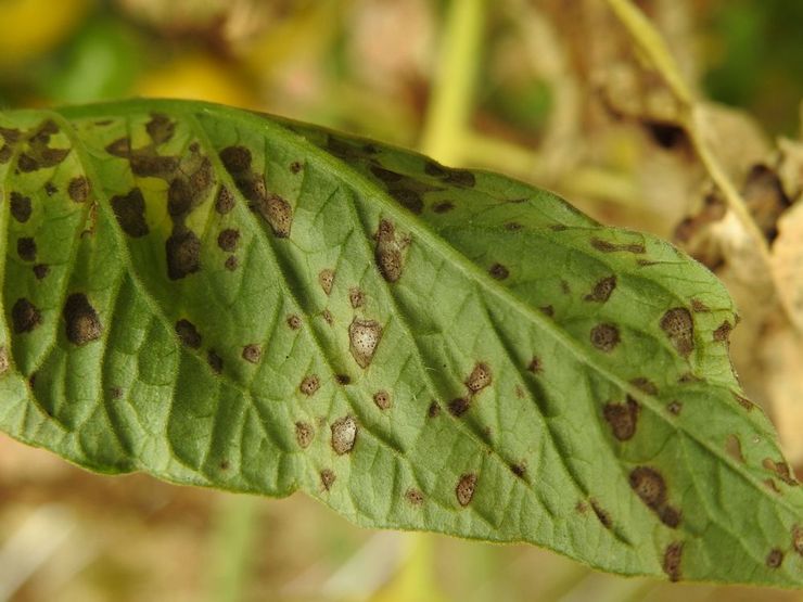 Septoria mäty