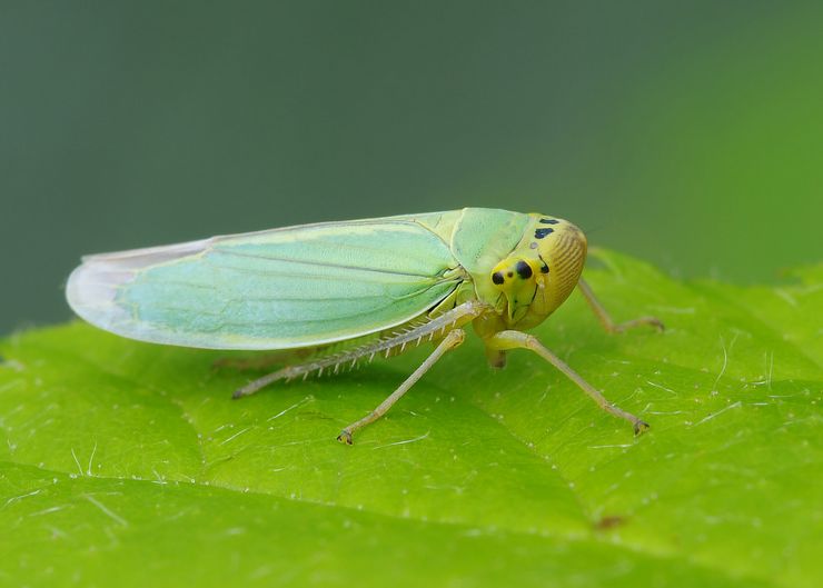 Cicada kirvoja