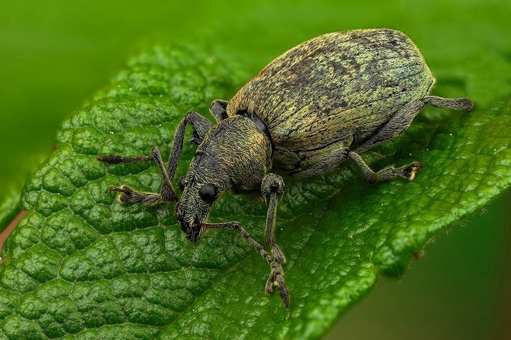 Weevil brouk