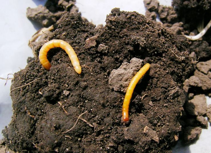 Wireworm