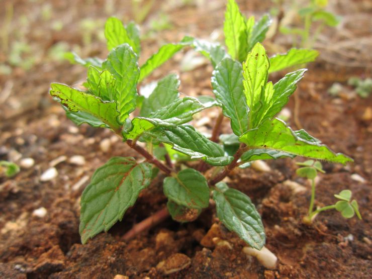 Plantning af mynte udendørs