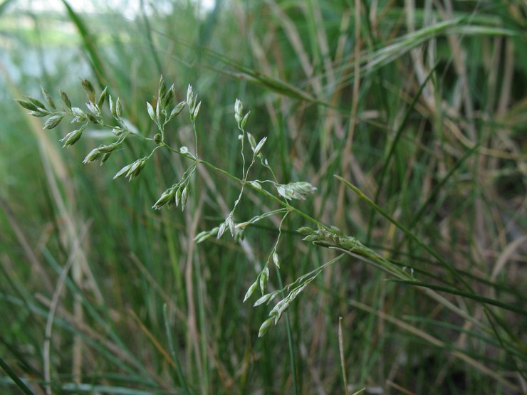 Steppe bluegrass