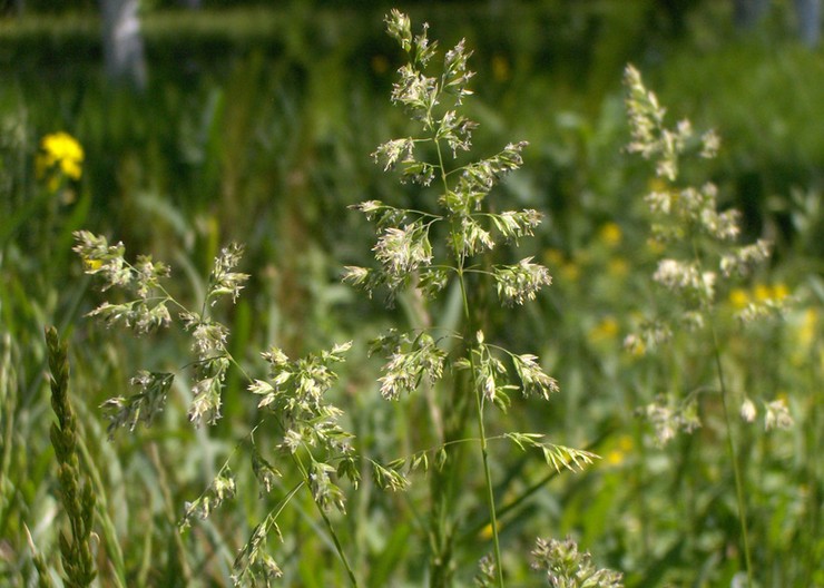 Angustifolia bluegrass