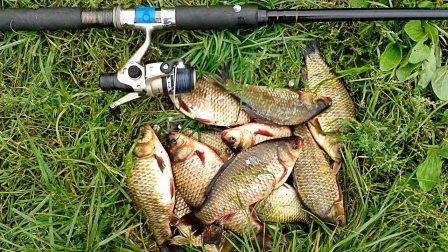 Hvad er den bedste måde at fange crucian carp, agn Den mest iørefaldende agn til crucian karper, hvad man skal fange og hvordan