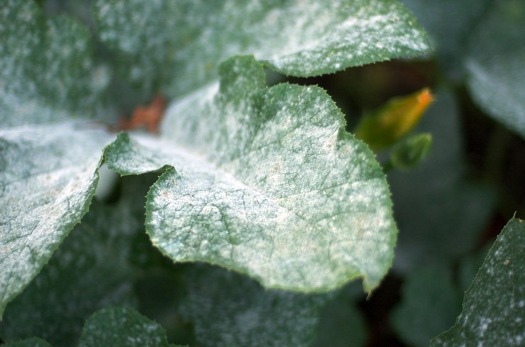 Plak på planteblade - hvordan man slipper af, årsagerne til udseendet. Hvid og sort blomstrer på bladene, rød blomst