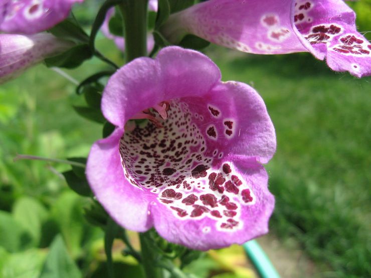 Digitalis kontraindikationer