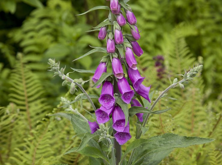 Foxglove myter og legender