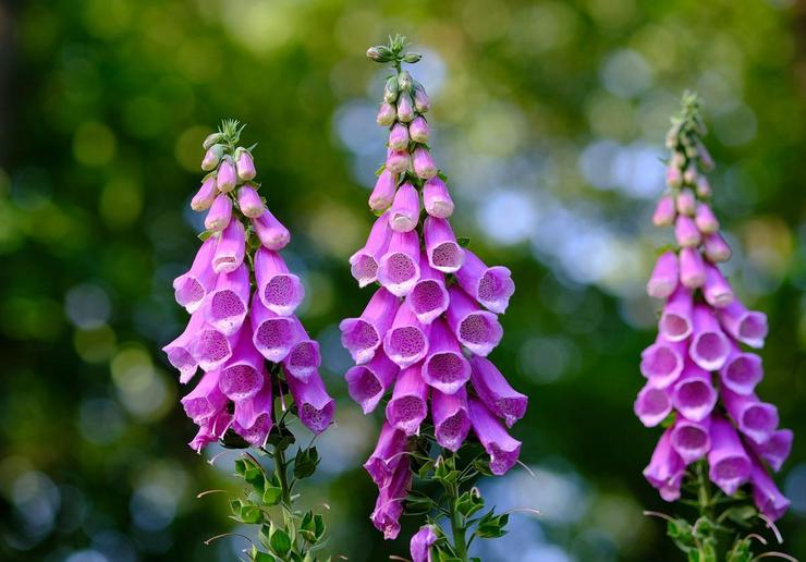 Foxglove plante