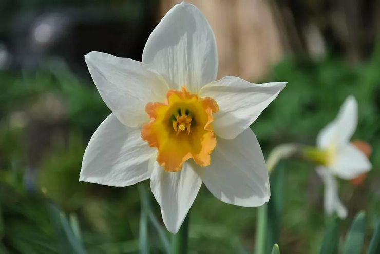 Narcissus beskrivelse