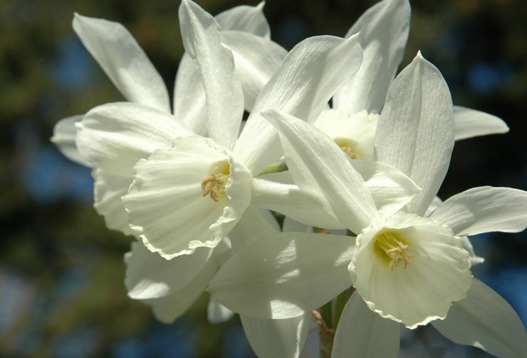 Narsissus Triandrus