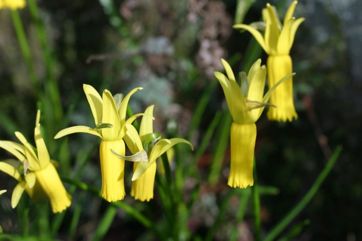 Cyclamen påskeliljer