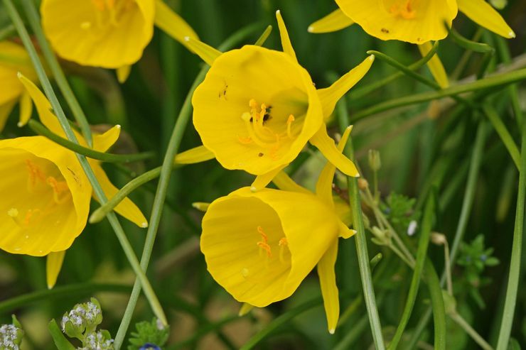 Narcissus Bulbokodium