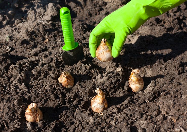 Plantning af påskeliljer udendørs