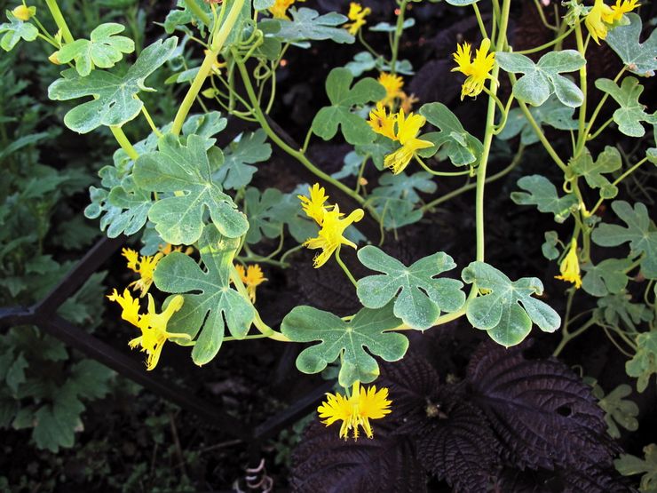 Ulkomainen nasturtium