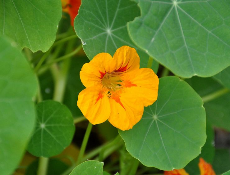 nasturtium كبيرة