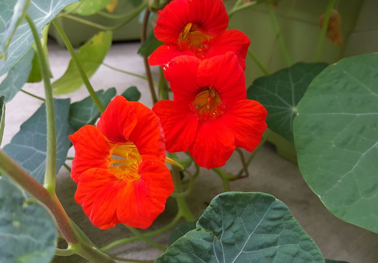 Kulturelt nasturtium