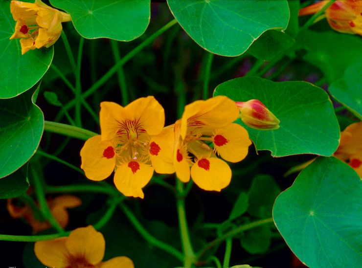 Lille nasturtium