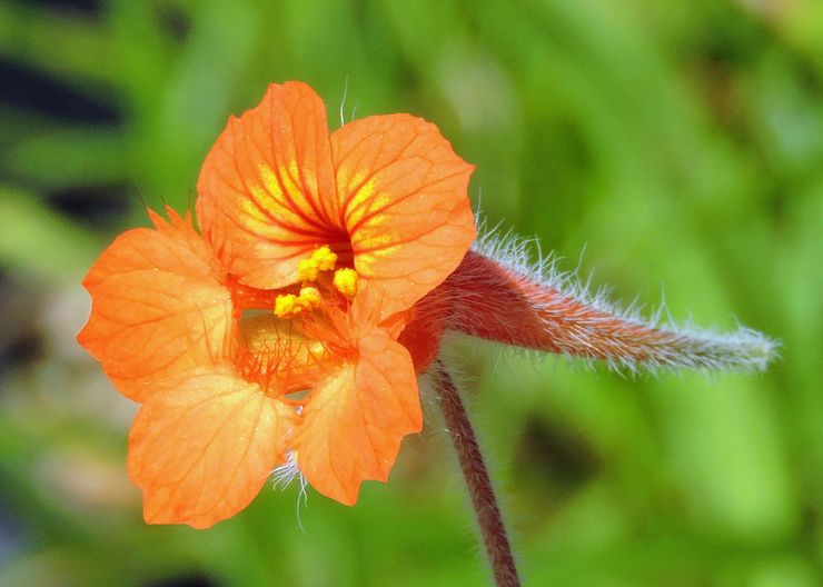 Nasturtium που φέρει ασπίδα