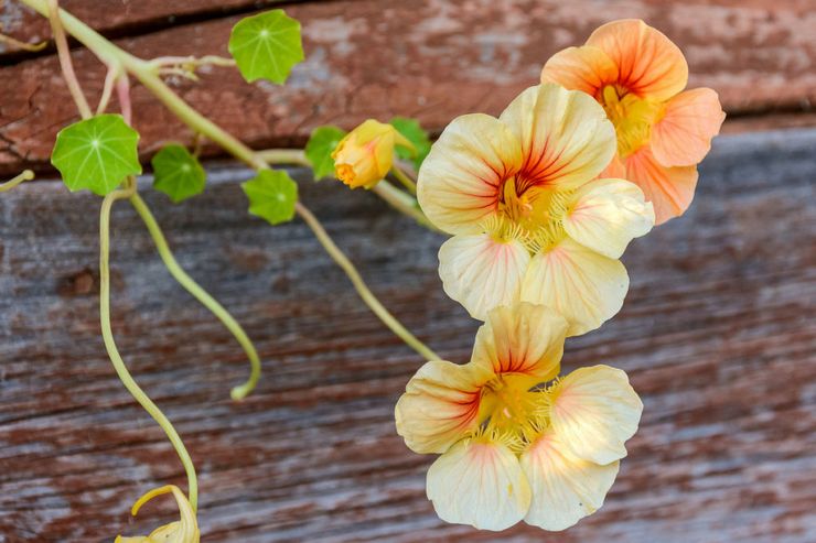 Hyödyllisiä ominaisuuksia nasturtium